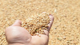 Altındağlı çiftçilerin mahsul sevinci