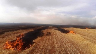 Altıntaşta çıkan yangında 500 dekar ekili alan zarar gördü