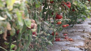 Amasyada domates hasadını ‘tuta vurdu, tonlarca ürün zarar gördü