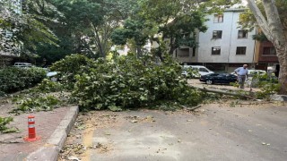 Ankarada fırtına etkili oldu, ağaçlar araçların üzerine devrildi
