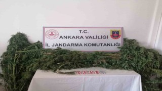 Ankarada iki ayrı hobi bahçesinde uyuşturucu operasyonu