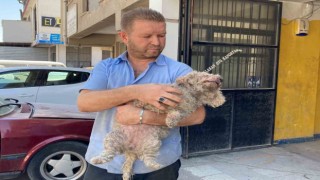 Ankarada pitbull dehşeti: Evcil hayvanın çenesini kopardı
