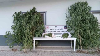 Antalyada 17 kilogram skunk uyuşturucu ele geçirildi