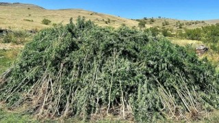 Ardahanda 131 bin 596 kök kenevir imha edildi