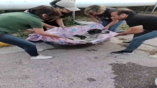 Arka ayakları felç olan köpek, hayvanseverler tarafından ayağa kaldırıldı