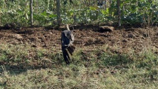 Arnavutköyde kanadından yaralanan Kara Leylek göç yolculuğuna devam edemiyor