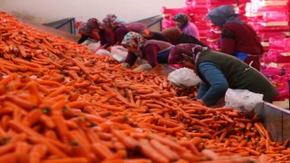 Aromasını Konya Ovasından alan havucun hasadı başladı