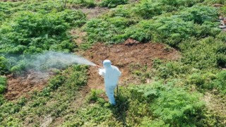 Aşırı sıcaklarda çıkan haşerelere karşı uzmanı uyardı