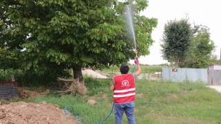 Asya Kaplanı türüne dikkat