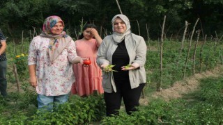Ata tohum ile yerel çeşitler korunuyor