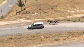 Atı aracın arkasına bağlayıp koşturdu, görüntüler pes dedirtti