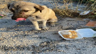 Ayağı kırık perişan haldeki köpek görenlerin içini acıttı