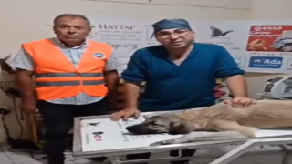 Ayağı kırık sokak köpeğine belediye sahip çıktı