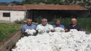 Aydında ilk pamuk hasadı Sökenin Doğanbey Mahallesinde yapıldı