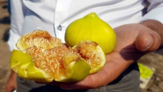 Aydında taze incir hasadı devam ediyor
