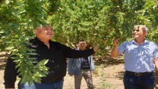 Badem üreticileri Cumhurbaşkanından müjde bekliyor