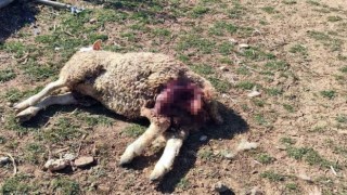 Başıboş köpekler şehrin merkezindeki çiftliğe saldırdı