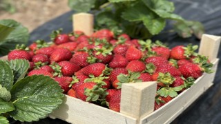 Başkan Yüce traktörün direksiyonuna geçti, çilek hasadına katıldı