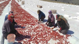 Batmanda ilk defa ekilen kurutmalık domates gençlere iş olanağı sağlıyor