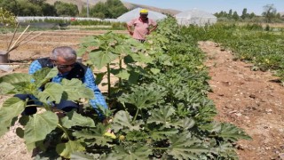 Bayburt Eko-Köyde vatandaşlar kendi hasat ettiği ürünleri satın alabiliyorlar