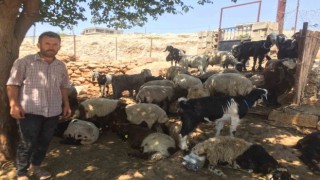 Besnide kurt saldırısı: 26 koyun telef oldu