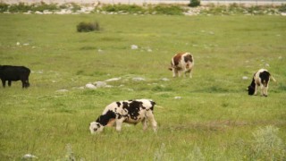 Beyşehirdeki şap karantinası sona erdi