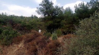 Bilecikte ormanlık alanda kimliği belirsiz erkek cesedi bulundu