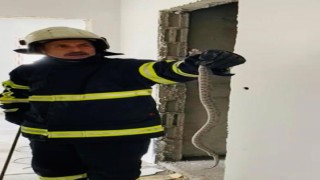 Binaya giren yılan, doğal yaşam alanına bırakıldı