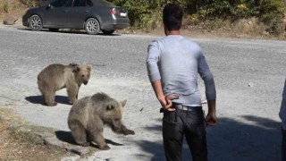 Bitliste ayılar kovaladı, vatandaşlar kaçtı