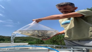 Boludan Sakaryaya 400 bin yavru pullu sazan balığı gönderildi
