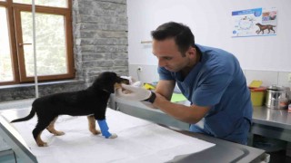 Bu merkezde 20 bin sokak hayvanı kısırlaştırıldı