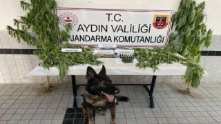 Buharkentte uyuşturucu operasyonu