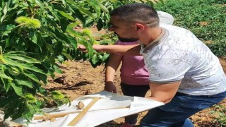 Buharkentteki kestane bahçeleri incelendi