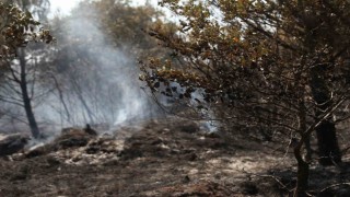 Bursada anız şeklinde başlayan yangın ormana sıçradı