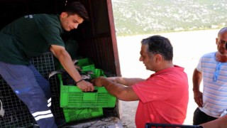 Büyükşehir Belediyesinin, hindi ile çekirge mücadelesi bu yıl da sürüyor