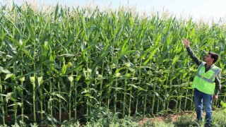 Büyükşehir, Mısırda istenilen kaliteye ulaştı