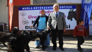 Büyükşehirin Kıl Keçisi desteği 3 ilçede devam ediyor