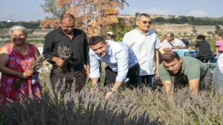 Çaltıbozkırda Lavanta Hasat Şenliği