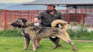 Çankırıdan Sivasa rakip çıktı: Bu çiftlikte yetişen kangallara Sivastan bile talep oluyor