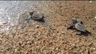 Caretta carettalar Aydını sevdi