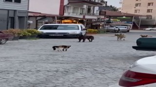 Cesur kedi boyundan büyük 3 köpeğe kafa tutup sokaktan geçirmedi