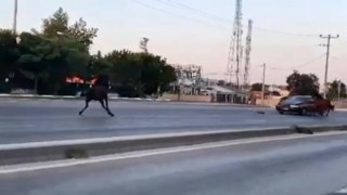 Çevre yolunda başıboş at otomobile çarptı