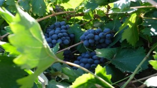 Cimin Üzümünün faydaları saymakla bitmiyor