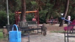 Çocuklar parkta oynadı, domuz sürüsü yiyecek aradı