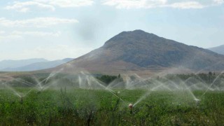 10 bin dekar alana ekili Tufanbeyli fasulyesi hasat zamanını bekliyor