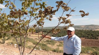Kahramanmaraş'ta sıcaklar bir çiftçinin meyve ağaçlarını kuruttu