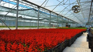 Çöpten elde edilen elektrikle çiçek üretiliyor