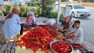 Çukurovalı kadınların aşırı sıcaklarda salçalık biber mesaisi