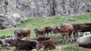 Dağ keçileriyle inek sürüsü bir arada