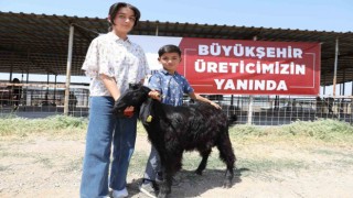 Denizlide 489 üreticiye 978 adet damızlık koç ve teke hibe edildi